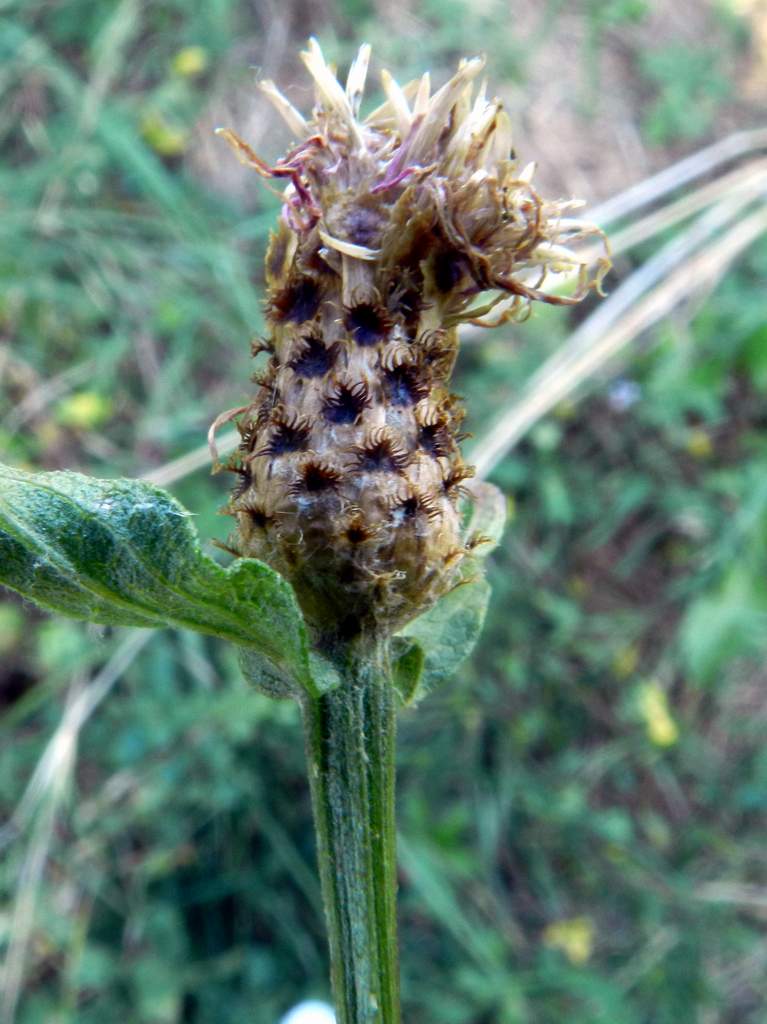 Determinazione Centaurea - Centaurea nigra ?